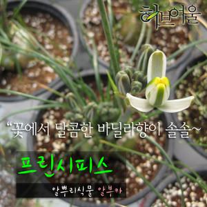 [허브여울다육]프린시피스(알부카/바닐라향꽃 구근식물) 지름 9cm소품 (상토와 마사만 사용한 건강한식물)