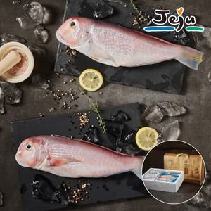 제주 옥돔 선물세트 1kg(특대 3마리)