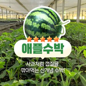 미니애플수박모종 접목묘 1박스 5주/10주/20주