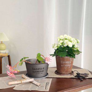피클레온 양철 스타일 낮은 원통 화분 (소) 23x13cm