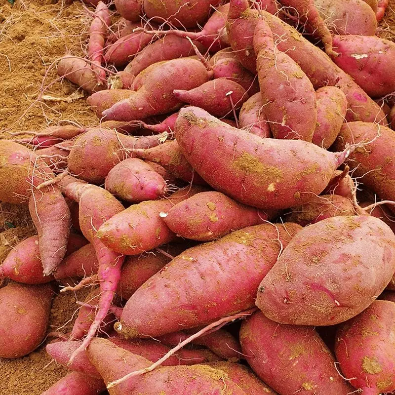 무농약 꿀고구마 베니하루카 2kg 부터 대왕 / 중상 / 특상 (비세척) 해남 산지직송