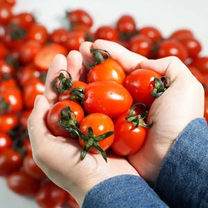 [효명농수산] 산지직송 스테비아 대추방울토마토 2kg 초특가전