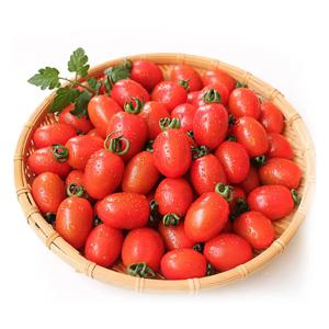 [더조은] 영월 대추방울토마토 1.5kg내외 (70-80알)
