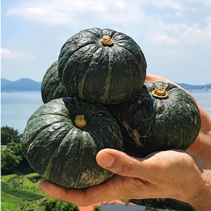 제주도 밤호박 미니 밤호박 보우짱 3kg 5kg 10kg