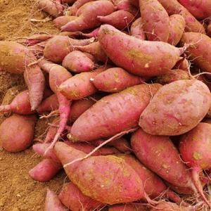 해남 고구마 호박고구마 꿀고구마 베니하루카 산지직송 5kg  대왕 - 최저가 행사/ 무료배송 이벤트