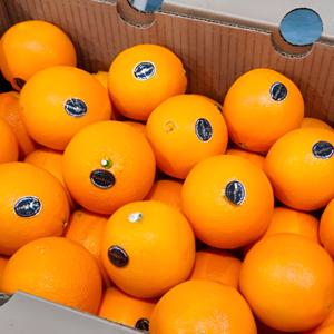 퓨처스펙 블랙라벨 오렌지 10kg 중소과 60입(개당140g~160g내외) 특별할인 행사중