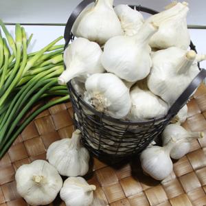 남해 45일건조 생 통마늘 5kg(중)/마늘망 미포함