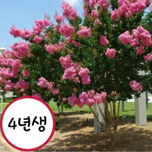 배롱나무 핑크벨로우 베스트레드 다간형 노지월동 백일홍나무 묘목 핑크벨로우4년생