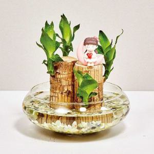 (생화) 유리수반과 행운목 DIY SET VER.2[34670321]