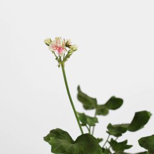 러쉬무어 제라늄 싱그러운 소형 공기정화 식물 꽃모종