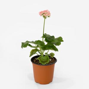 더 그린 골드초이스 제라늄 싱그러운 소형 공기정화 식물 꽃모종