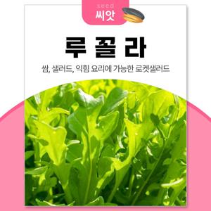 맛좋은 루꼴라 씨앗 12g 로켓샐러드 허브 식물 키우기 베란다텃밭