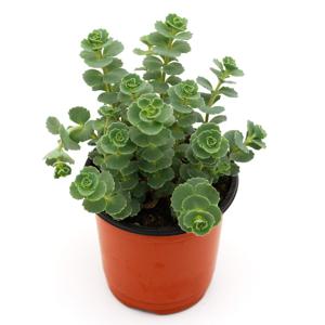 불로초_소형기본포트 실내공기정화식물