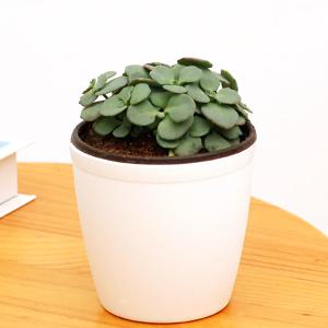 불로초 소형 화이트 커버분 실내공기정화식물