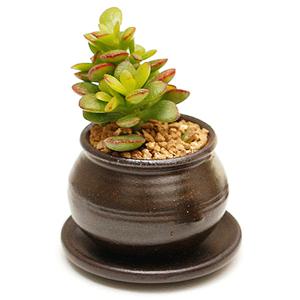 미니 옹기화분 단지형 미니염좌 다육식물 다육이