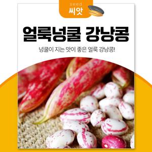 얼룩넝쿨 강낭콩 씨앗30g 강낭콩키우기