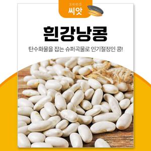 흰강낭콩 씨앗30g 다이어트 강낭콩키우기
