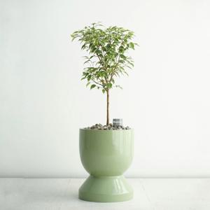 무늬 벤자민 파스텔그린 GG-2 고급화분 개업선물 공기정화식물 거실화분