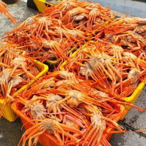 포항 구룡포 실속형 넉넉 가성비 홍게 3kg+2kg, 총 5k 붉은 대게