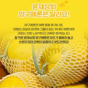 고당도 프리미엄 양구메론 2kg, 5kg~