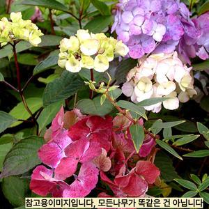프레지오사 유럽정원수국,산형수국 4치장포트묘목