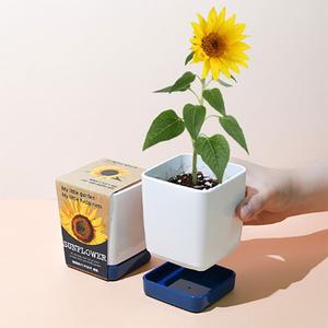 투톤사각화분 해바라기 미니화분 식물 키우기 키트