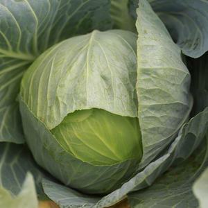 황가네농장 시골 양배추 3kg/5kg(2~5개)