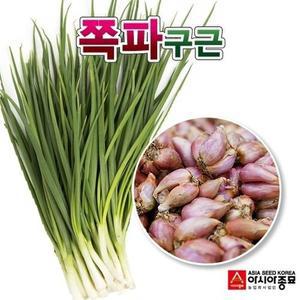 [아시아종묘]국내산 예천 쪽파 종구 5kg