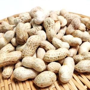 냉동자숙땅콩 700g 10팩 무료배송 삶은땅콩 생땅콩 자숙땅콩 횟집땅콩 고소하고 담백한 맛 쪽빛누리