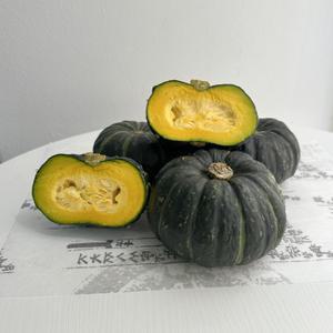 제주 제철 미니 밤호박 단호박 (예약판매) (보우짱) 못난이 혼합과 10kg 6월9일 출하