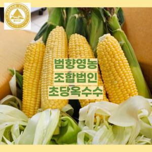 [해남미소] 범향 영농조합법인 초당옥수수 10개입(15cm이상)