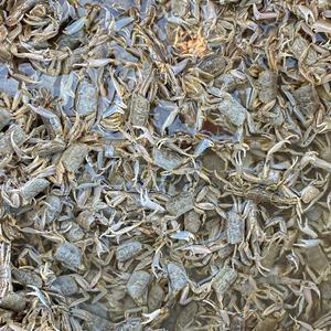 순천만 칠게 생물 1kg
