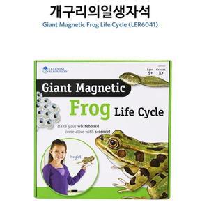 [기타]유아수업교구 올챙이 개구리 성장과정 자석 생물성장 과학수업교구