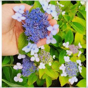 정원수국 산수국나무 5치 포트묘