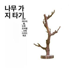 파충류 붙이류 포도나무 가지유목 비어디드래곤 키우기