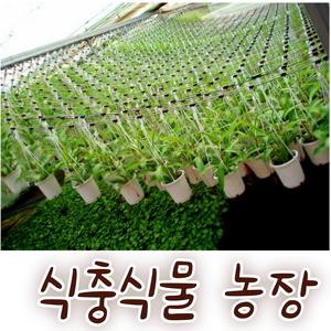 [아트플라워] 식충식물 여름식물 벌레쫓는 벌레잡는 네펜데스 파리지옥 미모사 구문초 야래향 끈끈이주걱 퍼포리아