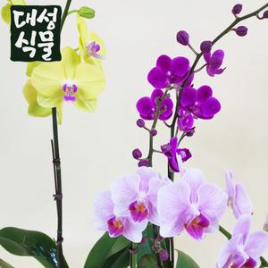 호접란 호접난 핑크 만천홍 식재상품 선물 거실화분 개업선물 꽃 축하선물 대성식물