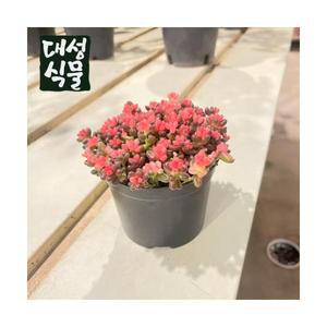 레드베리 레드배리 핑크베리 다육이 다육식물 키우기쉬운 플랜테리어 대성식물