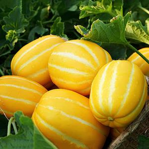 [성주] 산지직송 보화 성주참외 (2kg/3kg/5kg/10kg)
