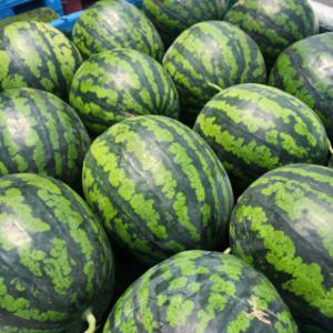 (신선집중) 15%+7%/ 가격은 실속 맛은 꿀맛 실속형 꿀수박 가정용 7kg 내외