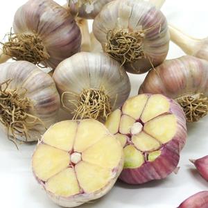 산지직송 고흥 통마늘 반접(50개/대) 당해 생산