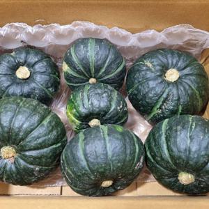 제주 미니단호박 보우짱 로얄과 5kg(7-19과)