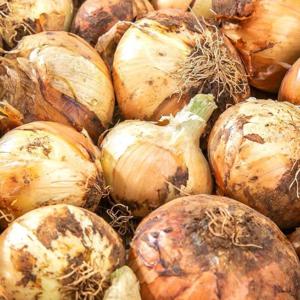 국내산 무안 단단한 양파 달달하고 알싸한 햇양파