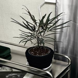 아랄리아 아라리오 블랙팟