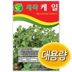 대용량 새싹씨앗 케일 1kg