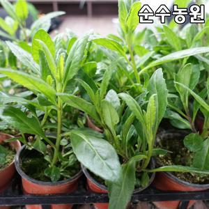명월초 모종 10cm포트 5개/특용수/약용수