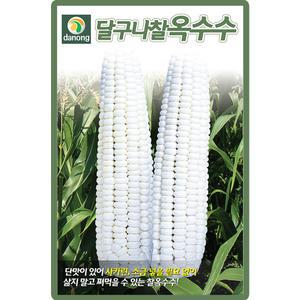다농 달구나찰옥수수 씨앗 70립 찰옥수수씨 종자