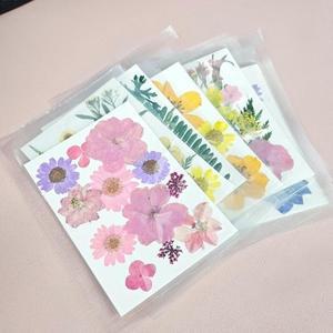 압화 드라이플라워 컬러믹스 압화꽃 생화 잎 누름꽃 /압화꽃/누름꽃/압화공예/조화꽃/모루꽃/켈리그라피/공
