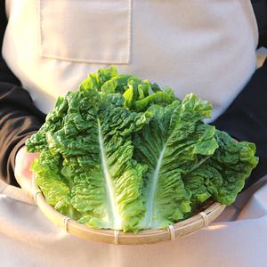 농산물마루 국내산 청상추 산지직송 500g~