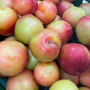 상주 김천 햇 자두 5kg 120-200과 소과 대석자두 김천자두 봄자두 맛있는자두 노지자
